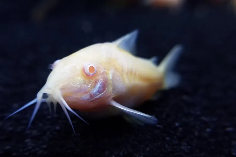 Catfish