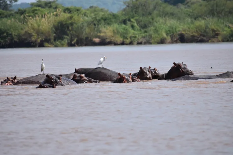 Zambezi river