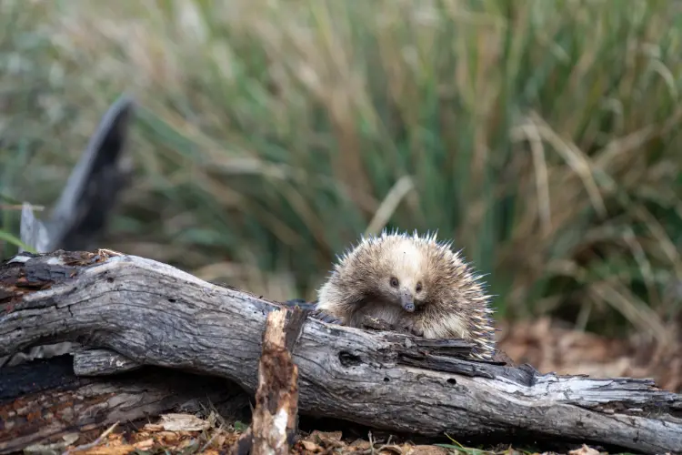 Echidnas
