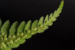 دودة غامضة