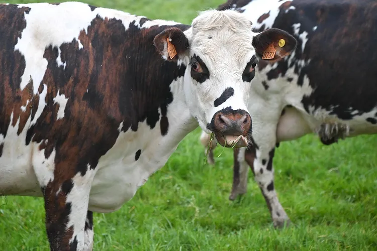 A cow