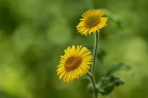 عشبة بعيثران وفوائدها