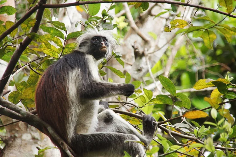 The Bornean Orang-utan is covered in patchy red
