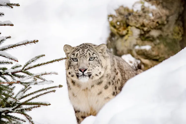 Snow leopards location