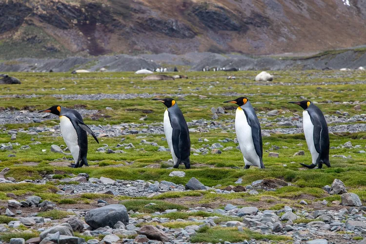 Penguin Island