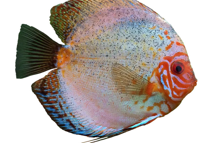 The Discus