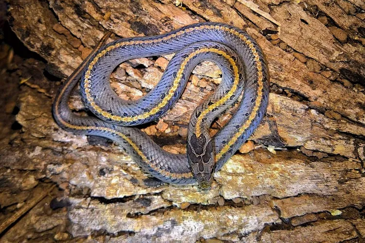 Philippine Cobra