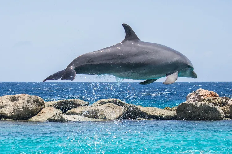 Dusky Dolphin is a small species of dolphin