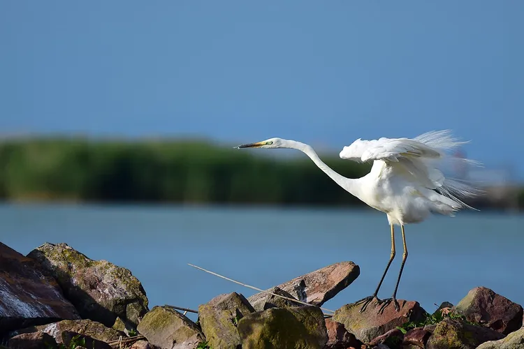 Tricolored Heron