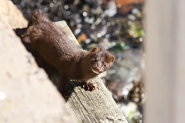 Minks 