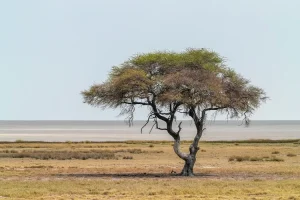 زراعة الأكاسيا ( السنط )