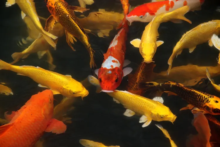 Koi fish can mate with goldfish