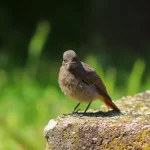 حماية النمر العربي