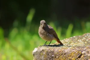 حماية النمر العربي