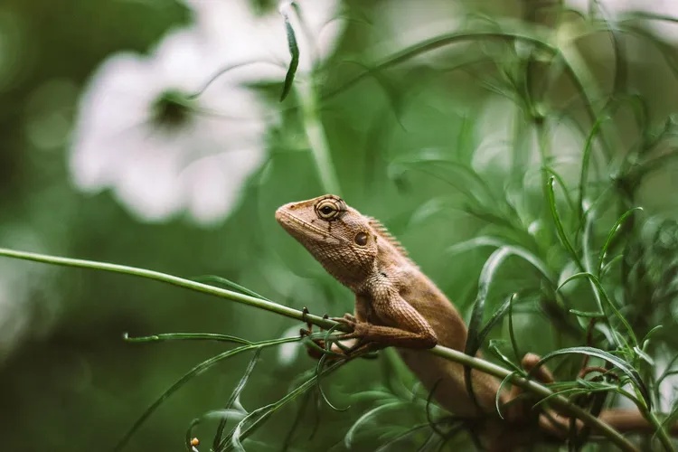 Iguanas 