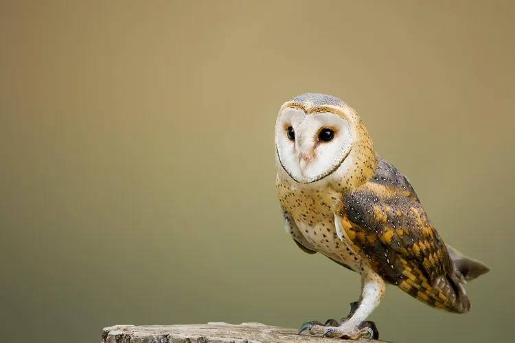 Owls are farsighted