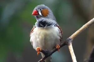 طيور الزيبرا