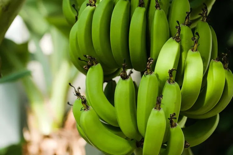 India is the greatest producer of banana