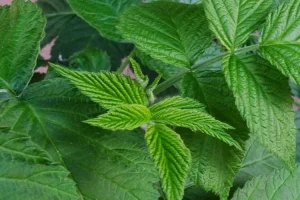 علاج قطري جديد للتخلص من السمنة