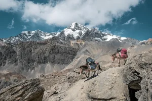 أسعار الحمير في تركيا