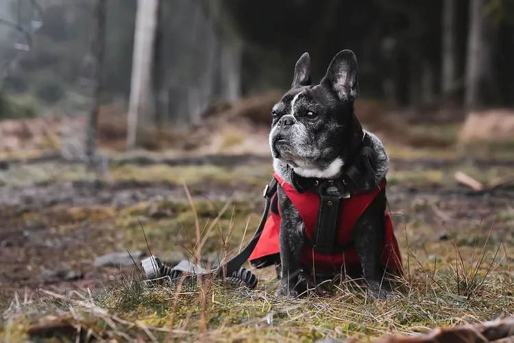 قنوات اليوتيوب لتعلم اللغة الفرنسية