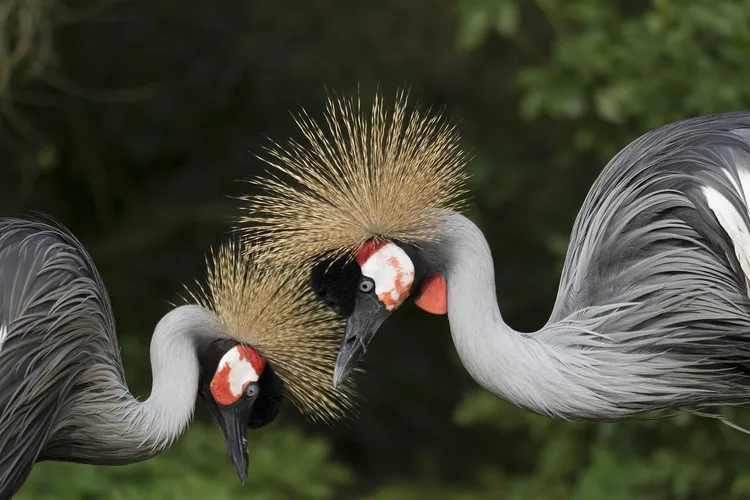 Crane