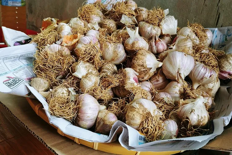 فوائد الثوم للبواسير