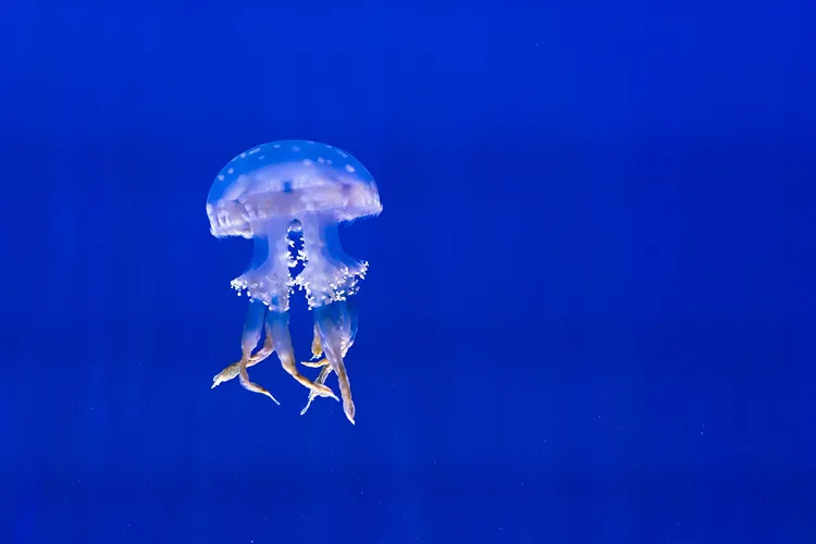 جزيرة Lizard (أستراليا)