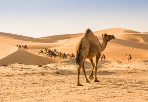 تعبير عن الجمل سفينة الصحراء