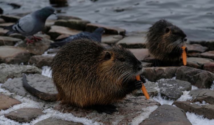 اتصف الجرذ في قصة الحمامة المطوقة بالوفاء والنجدة لصديقته الحمامة