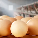 كيف اعرف ان البيض عضوي ؟ .. وأين يباع
