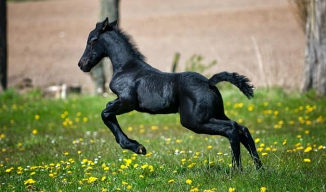 الخيل الدهمة