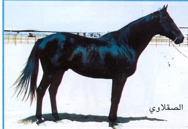 الخيل الصقلاوية