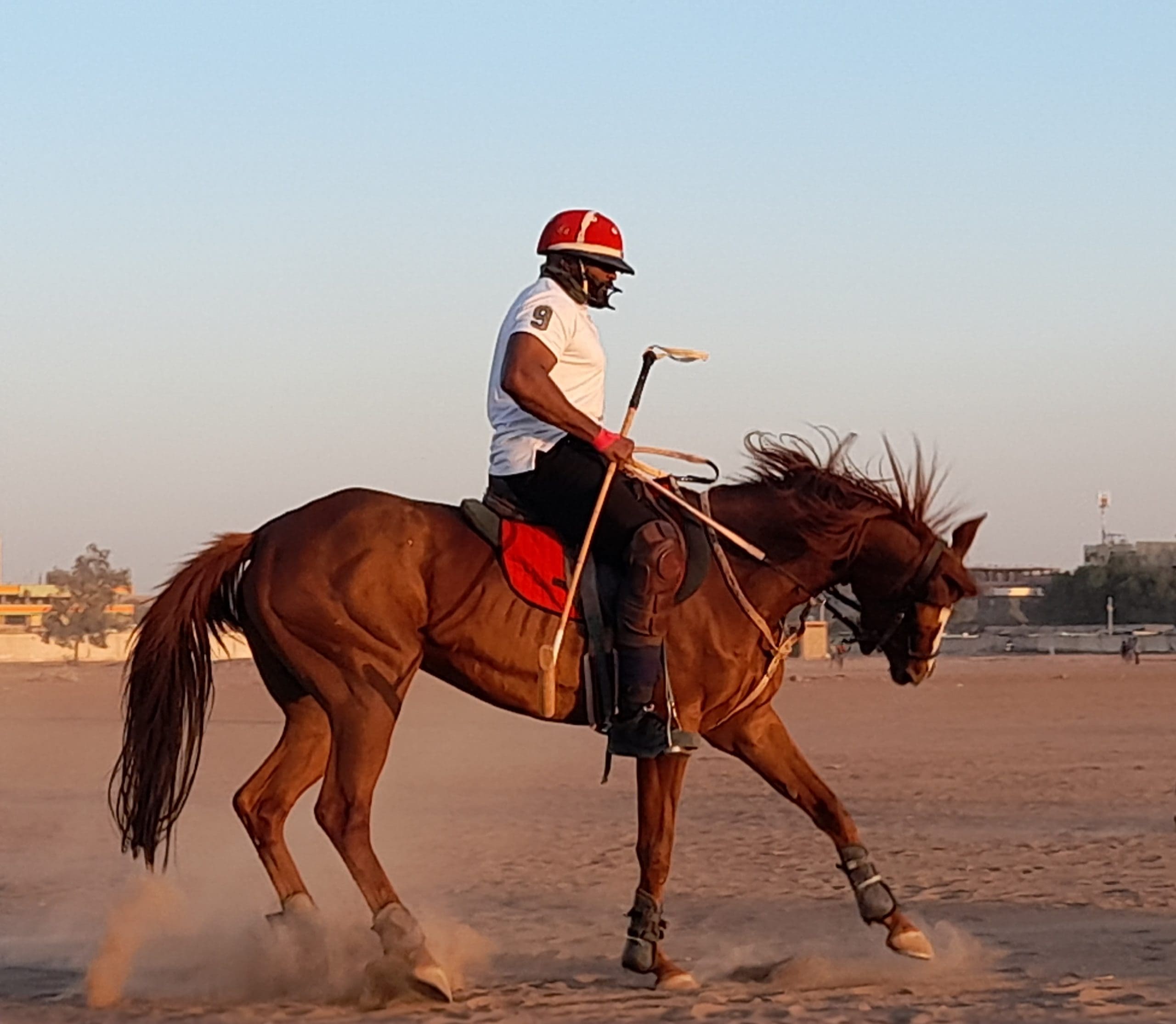 الخيل ريشة