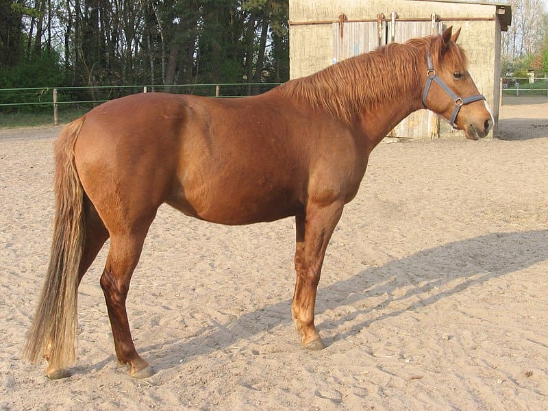 الخيل وبير