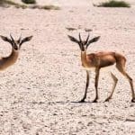 المحميات الطبيعية في دبي