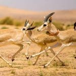 ما الفرق بين عيون المها وعيون الريم