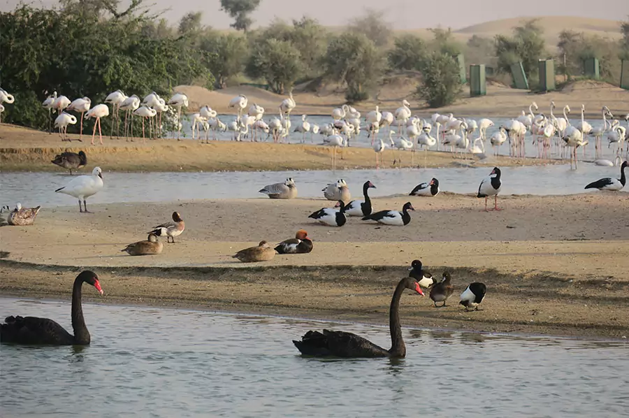 محمية المرموم