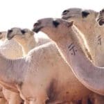 هل يجوز وسم الابل على الوجه