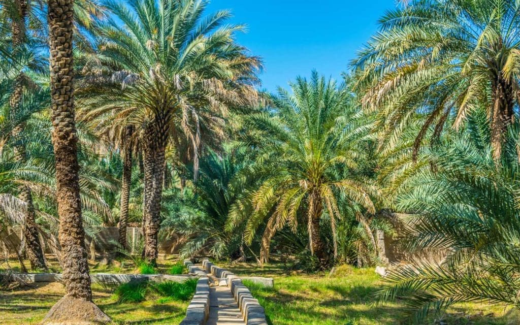 واحات ابوظبي
