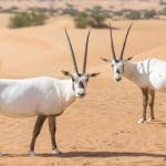 متى أنشئت محمية المها العربية في سلطنة عمان