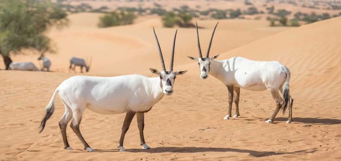 متى أنشئت محمية المها العربية في سلطنة عمان