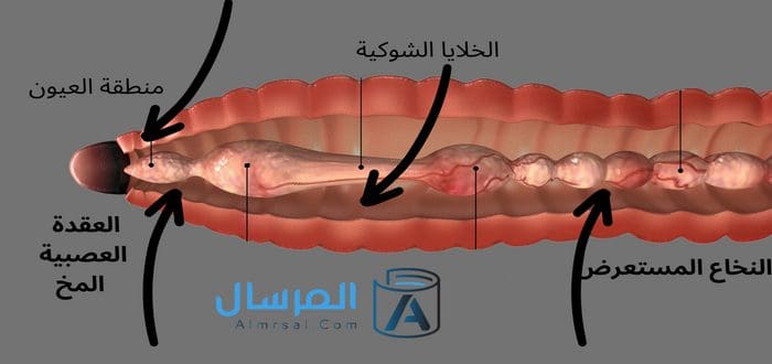 أمثلة على اعضاء الجهاز العصبي لدى الحيوان بالصور الدودة المسطحة