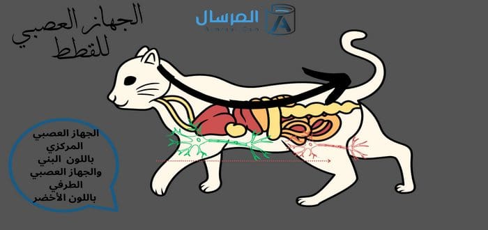 أمثلة على اعضاء الجهاز العصبي لدى الحيوان بالصور