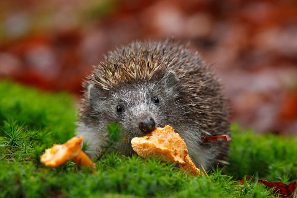 الأوروبي European Hedgehog