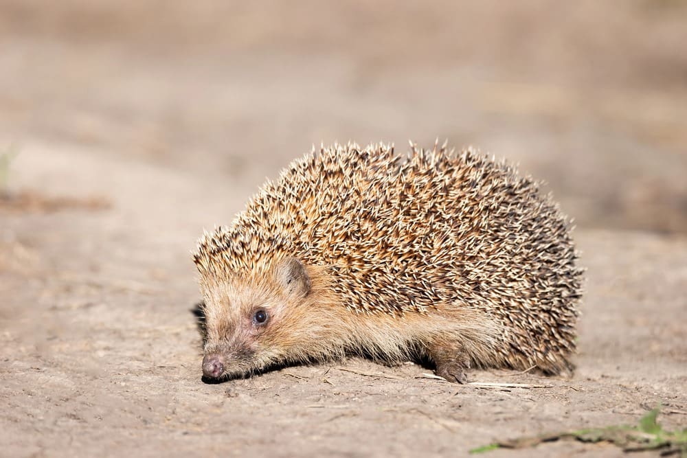 الصومالي Somali Hedgehog