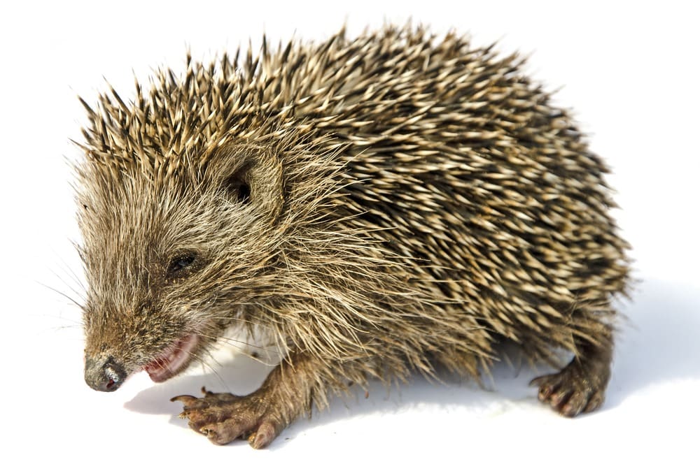 القنفذ الصحراوي Desert Hedgehog