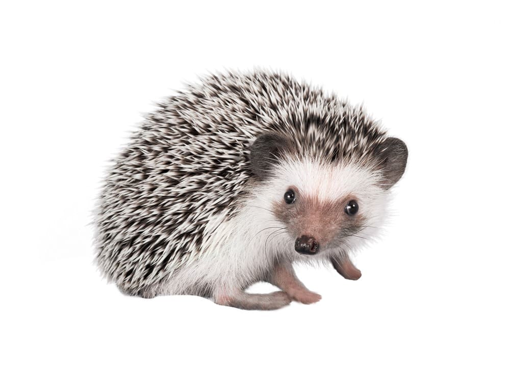 القنفذ جنوب إفريقي Southern African Hedgehog