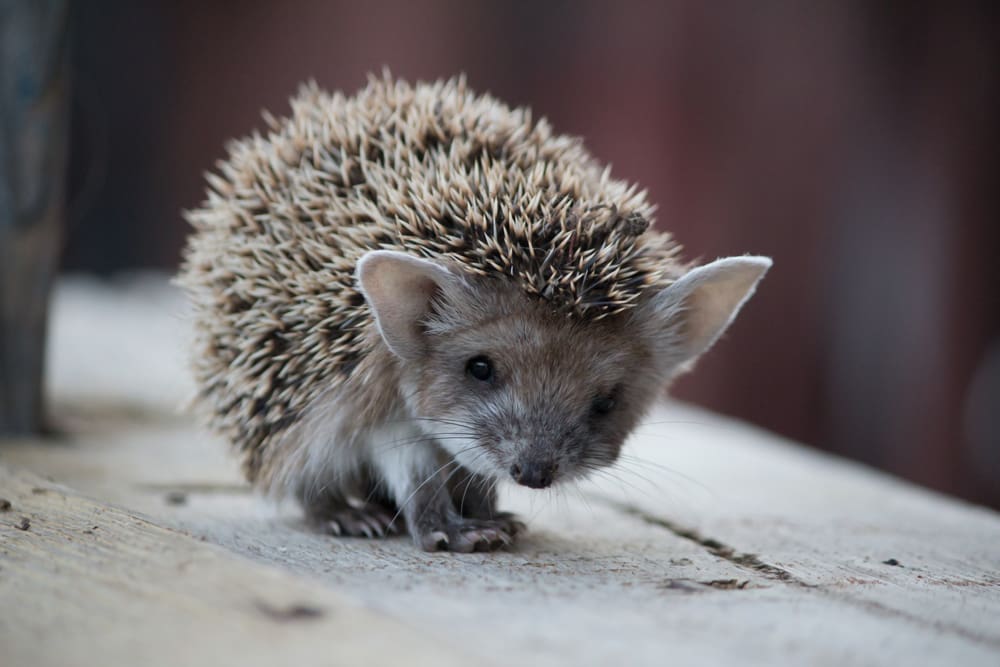 الهندي Indian Hedgehog