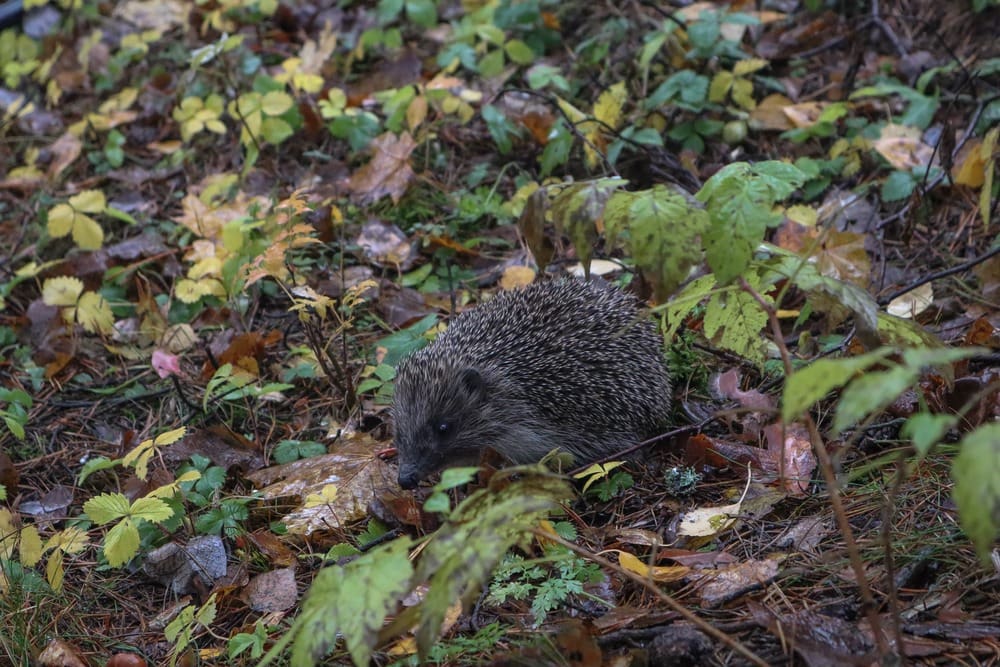 امور Amur Hedgehog